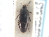  (Tachinus picipes - CNC COLEO 00250185)  @14 [ ] CreativeCommons - Attribution (2013) CNC/CBG Photography Group Centre for Biodiversity Genomics