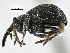  ( - CNC COLEO 00160901)  @11 [ ] CreativeCommons - Attribution (2013) CBG Photography Group Centre for Biodiversity Genomics