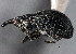  ( - CNC COLEO 00160791)  @14 [ ] CreativeCommons - Attribution (2013) CBG Photography Group Centre for Biodiversity Genomics