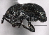  ( - CNC COLEO 00160795)  @14 [ ] CreativeCommons - Attribution (2013) CBG Photography Group Centre for Biodiversity Genomics