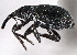  ( - CNC COLEO 00160798)  @11 [ ] CreativeCommons - Attribution (2013) CBG Photography Group Centre for Biodiversity Genomics