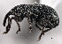  ( - CNC COLEO 00160810)  @11 [ ] CreativeCommons - Attribution (2013) CBG Photography Group Centre for Biodiversity Genomics