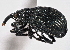  ( - CNC COLEO 00160816)  @11 [ ] CreativeCommons - Attribution (2013) CBG Photography Group Centre for Biodiversity Genomics