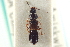  ( - CNC COLEO 00250907)  @11 [ ] CreativeCommons - Attribution (2014) CBG Photography Group Centre for Biodiversity Genomics