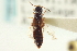  ( - CNC COLEO 00250915)  @11 [ ] CreativeCommons - Attribution (2014) CBG Photography Group Centre for Biodiversity Genomics