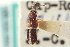  ( - CNC COLEO 00250916)  @11 [ ] CreativeCommons - Attribution (2014) CBG Photography Group Centre for Biodiversity Genomics