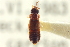  ( - CNC COLEO 00250922)  @11 [ ] CreativeCommons - Attribution (2014) CBG Photography Group Centre for Biodiversity Genomics