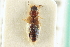  (Anotylus insignitus - CNC COLEO 00250923)  @11 [ ] CreativeCommons - Attribution (2014) CBG Photography Group Centre for Biodiversity Genomics