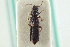  (Anotylus rugosus - CNC COLEO 00250930)  @14 [ ] CreativeCommons - Attribution (2014) CBG Photography Group Centre for Biodiversity Genomics