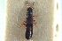  ( - CNC COLEO 00250932)  @11 [ ] CreativeCommons - Attribution (2014) CBG Photography Group Centre for Biodiversity Genomics