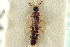  ( - CNC COLEO 00250938)  @13 [ ] CreativeCommons - Attribution (2014) CBG Photography Group Centre for Biodiversity Genomics