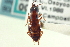  ( - CNC COLEO 00250948)  @11 [ ] CreativeCommons - Attribution (2014) CBG Photography Group Centre for Biodiversity Genomics