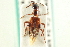  ( - CNC COLEO 00250954)  @11 [ ] CreativeCommons - Attribution (2014) CBG Photography Group Centre for Biodiversity Genomics