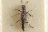 ( - CNC COLEO 00251048)  @11 [ ] CreativeCommons - Attribution (2014) CBG Photography Group Centre for Biodiversity Genomics