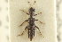  ( - CNC COLEO 00220569)  @11 [ ] CreativeCommons - Attribution (2014) CBG Photography Group Centre for Biodiversity Genomics