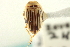  ( - CNC COLEO 00142578)  @13 [ ] CreativeCommons - Attribution (2014) CBG Photography Group Centre for Biodiversity Genomics