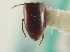  ( - CNC COLEO 00146784)  @11 [ ] CreativeCommons - Attribution (2014) CBG Photography Group Centre for Biodiversity Genomics