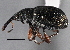  ( - CNC COLEO 00160262)  @11 [ ] CreativeCommons - Attribution (2013) CNC/CBG Photography Group Centre for Biodiversity Genomics