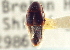  ( - CNC COLEO 00161550)  @11 [ ] CreativeCommons - Attribution (2014) CBG Photography Group Centre for Biodiversity Genomics