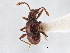  ( - CNC COLEO 00162776)  @11 [ ] CreativeCommons - Attribution (2013) CBG Photography Group Centre for Biodiversity Genomics