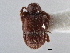  ( - CNC COLEO 00162843)  @11 [ ] CreativeCommons - Attribution (2013) CBG Photography Group Centre for Biodiversity Genomics