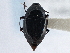  ( - CNC COLEO 00162914)  @11 [ ] CreativeCommons - Attribution (2013) CNC/CBG Photography Group Centre for Biodiversity Genomics