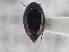  ( - CNC COLEO 00162922)  @13 [ ] CreativeCommons - Attribution (2013) CNC/CBG Photography Group Centre for Biodiversity Genomics