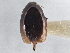  ( - CNC COLEO 00162933)  @11 [ ] CreativeCommons - Attribution (2013) CNC/CBG Photography Group Centre for Biodiversity Genomics