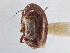  ( - CNC COLEO 00162934)  @13 [ ] CreativeCommons - Attribution (2013) CNC/CBG Photography Group Centre for Biodiversity Genomics