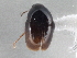  (Baeocera picea - CNC COLEO 00162941)  @13 [ ] CreativeCommons - Attribution (2013) CNC/CBG Photography Group Centre for Biodiversity Genomics