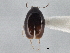  ( - CNC COLEO 00162943)  @11 [ ] CreativeCommons - Attribution (2013) CNC/CBG Photography Group Centre for Biodiversity Genomics