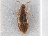  ( - CNC COLEO 00162953)  @11 [ ] CreativeCommons - Attribution (2013) CNC/CBG Photography Group Centre for Biodiversity Genomics