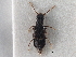  (Coryphium nigrum - CNC COLEO 00163065)  @11 [ ] CreativeCommons - Attribution (2013) CNC/CBG Photography Group Centre for Biodiversity Genomics