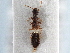  (Boreaphilus - CNC COLEO 00163069)  @13 [ ] CreativeCommons - Attribution (2013) CNC/CBG Photography Group Centre for Biodiversity Genomics