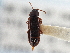 ( - CNC COLEO 00163076)  @11 [ ] CreativeCommons - Attribution (2013) CNC/CBG Photography Group Centre for Biodiversity Genomics