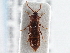 ( - CNC COLEO 00163078)  @14 [ ] CreativeCommons - Attribution (2013) CNC/CBG Photography Group Centre for Biodiversity Genomics
