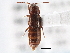  ( - CNC COLEO 00163080)  @11 [ ] CreativeCommons - Attribution (2013) CNC/CBG Photography Group Centre for Biodiversity Genomics