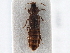  ( - CNC COLEO 00163082)  @11 [ ] CreativeCommons - Attribution (2013) CNC/CBG Photography Group Centre for Biodiversity Genomics