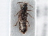  ( - CNC COLEO 00163083)  @11 [ ] CreativeCommons - Attribution (2013) CNC/CBG Photography Group Centre for Biodiversity Genomics