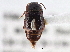  ( - CNC COLEO 00163087)  @11 [ ] CreativeCommons - Attribution (2013) CNC/CBG Photography Group Centre for Biodiversity Genomics