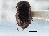  ( - CNC COLEO 00163089)  @13 [ ] CreativeCommons - Attribution (2013) CNC/CBG Photography Group Centre for Biodiversity Genomics