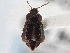  ( - CNC COLEO 00163090)  @11 [ ] CreativeCommons - Attribution (2013) CNC/CBG Photography Group Centre for Biodiversity Genomics