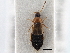  ( - CNC COLEO 00163132)  @11 [ ] CreativeCommons - Attribution (2013) CNC/CBG Photography Group Centre for Biodiversity Genomics