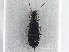  (Coryphiomorphus - CNC COLEO 00246806)  @11 [ ] CreativeCommons - Attribution (2013) CNC/CBG Photography Group Centre for Biodiversity Genomics