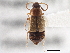  ( - CNC COLEO 00249933)  @11 [ ] CreativeCommons - Attribution (2013) CNC/CBG Photography Group Centre for Biodiversity Genomics