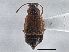  ( - CNC COLEO 00250038)  @13 [ ] CreativeCommons - Attribution (2013) CBG Photography Group Centre for Biodiversity Genomics