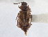  ( - CNC COLEO 00250039)  @11 [ ] CreativeCommons - Attribution (2013) CBG Photography Group Centre for Biodiversity Genomics