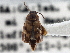  ( - CNC COLEO 00250041)  @11 [ ] CreativeCommons - Attribution (2013) CBG Photography Group Centre for Biodiversity Genomics