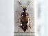  ( - CNC COLEO 00250042)  @11 [ ] CreativeCommons - Attribution (2013) CBG Photography Group Centre for Biodiversity Genomics