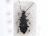  ( - CNC COLEO 00250055)  @11 [ ] CreativeCommons - Attribution (2013) CBG Photography Group Centre for Biodiversity Genomics